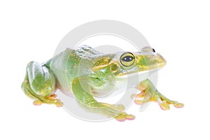 Giant Feae flying tree frog isolated on white