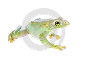 Giant Feae flying tree frog isolated on white photo