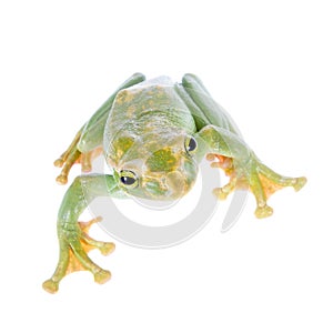 Giant Feae flying tree frog isolated on white photo