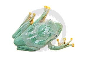 Giant Feae flying tree frog on white photo