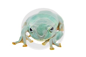 Giant Feae flying tree frog on white photo