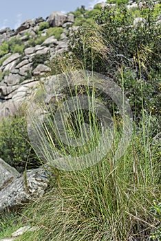 Giant feather grass, Stipa gigantea.