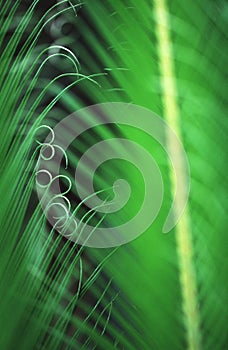 Giant fern in Brazil