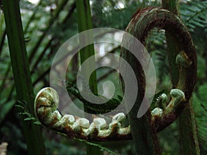 Giant fern crozier photo