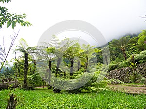 Giant fern trees along side a trail