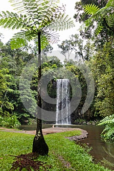 Giant fern and waterfall at Millaa Millaa falls, lush tropical rainforest surrounded by exhuberant green vegetation. Queensland