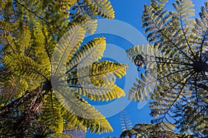 Giant ferns against blue sky