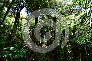 Giant Ferns In Dark Forest