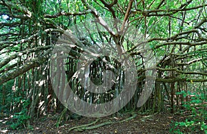 Giant Ficus citrifolia ,also known as the shortleaf fig, giant bearded fig or wild banyantree in Cap Chevalier