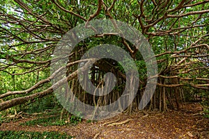 Giant Ficus citrifolia also known as the shortleaf fig, giant bearded fig or wild banyantree in Cap Chevalier, Martinique