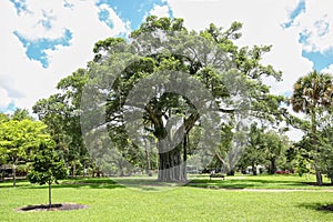 Giant ficus tree at a local park in Florida.