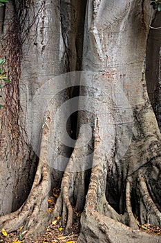 Giant Ficus Tree with Names Scratched into the Bark