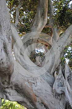 Giant Ficus trees in Cadiz, Andalusia, Spain