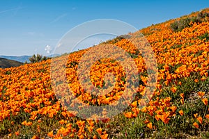 Giant field of poppies in Antelope Valley Poppy Reserve in California during the superbloom