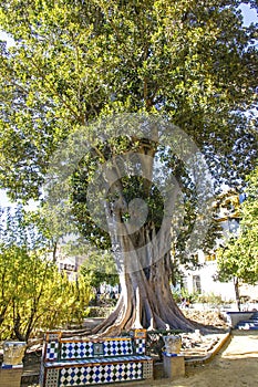 Giant fig tree in Murillo Garden in Seville, Spain photo