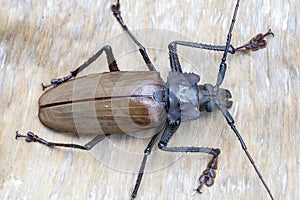 Giant Fijian longhorn beetle from island Koh Phangan, Thailand. Closeup, macro. Giant Fijian long-horned beetle, Xixuthrus heros