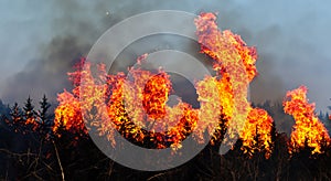 giant fire in the middle of the leafy forest with high flames and black smoke