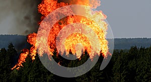 giant fire in the middle of the leafy forest with high flames and black smoke in high resolution and sharpness