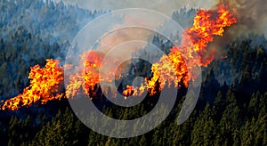 giant fire in the middle of the leafy forest with high flames and black smoke in high resolution and sharpness. concept fire