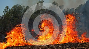 giant fire in the middle of the leafy forest with high flames and black smoke in high resolution and sharpness. concept fire