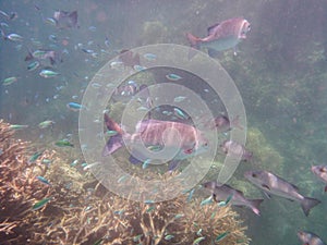 Giant fish in the Great Barrier Reef