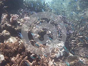 Giant fish in the Great Barrier Reef