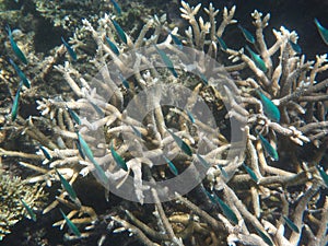 Giant fish in the Great Barrier Reef