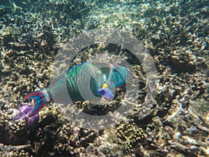 Giant fish in the Great Barrier Reef