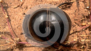 The giant flightless dung beetle