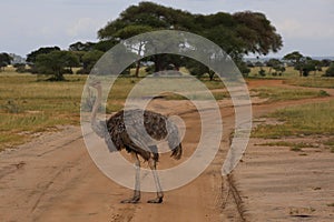 Giant flightless ostrich on the road of Savannah