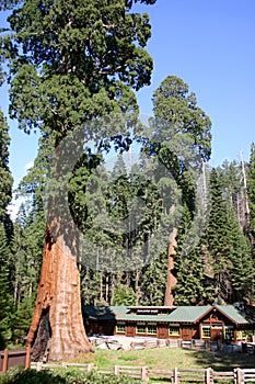 Giant Forest Museum