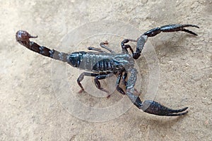 Giant forest scorpion Heterometrus walking on a ground