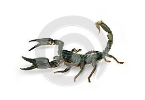 Giant forest scorpions