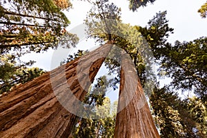 Giant Forest Sequoia National Park photo