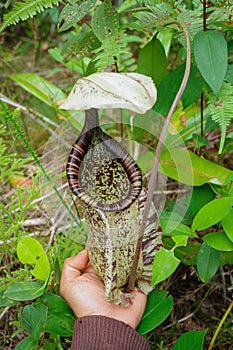 Giant form of N. rafflesiana hold in one hand. photo