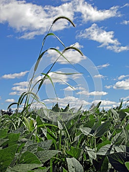 Giant foxtail (Setaria faberi) in soybean (Glycine