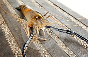 Giant fresh tropical river prawn