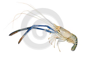 Giant freshwater prawn