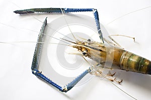 Giant freshwater prawn