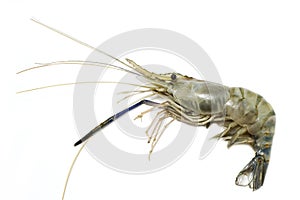 Giant freshwater prawn