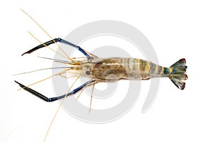 Giant freshwater prawn