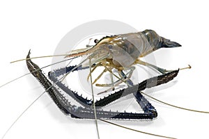 Giant Freshwater Prawn