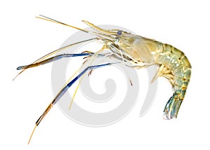 Giant freshwater prawn