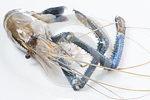 Giant freshwater prawn