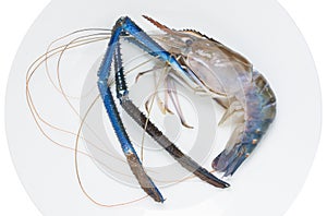 Giant freshwater prawn