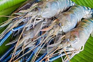 Giant Freshwater Prawn, Fresh shrimp on banana leaf