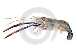 Giant freshwater prawn, Fresh shrimp isolate on white background