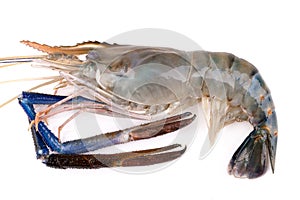 Giant freshwater prawn, Fresh shrimp isolate on white background