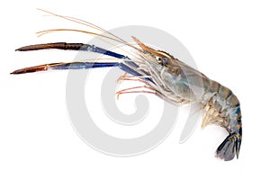 Giant freshwater prawn, Fresh shrimp on white