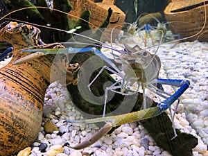 Giant freshwater prawn or giant river shrimp in tank